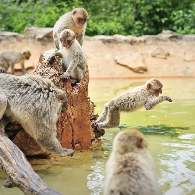 La Forêt des Singes, espace pour événement d'entreprise, Lot