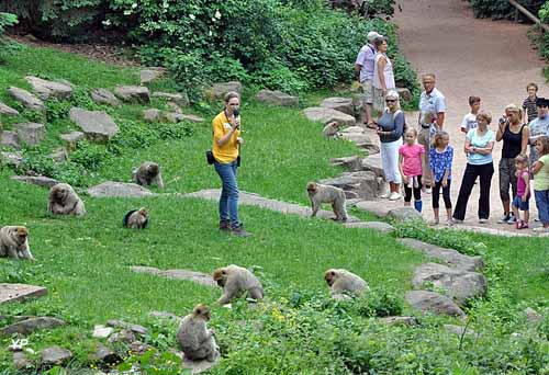La Montagne des Singes, événement d'entreprise Bas-Rhin