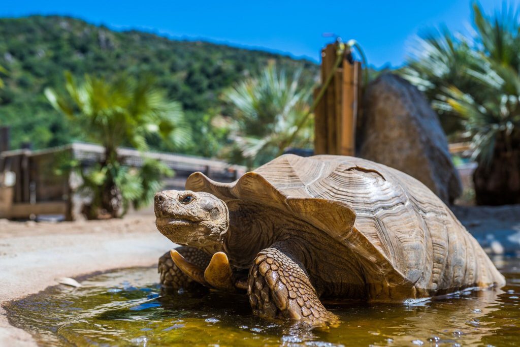 La Vallée des Tortues, séminaire d'entreprise, Pyrénées-Orientales
