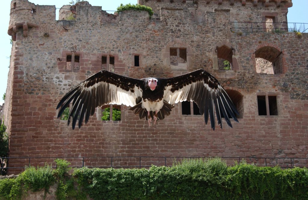 La Volerie des Aigles, événement d'entreprise en Bas-Rhin