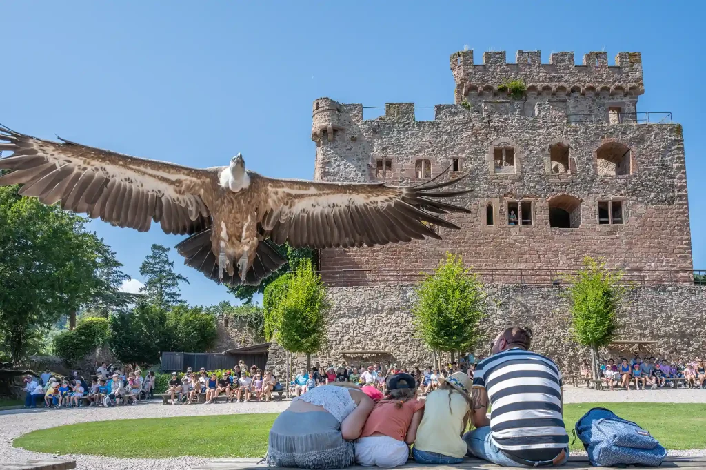 La Volerie des Aigles, espace pour événement d'entreprise, Bas-Rhin