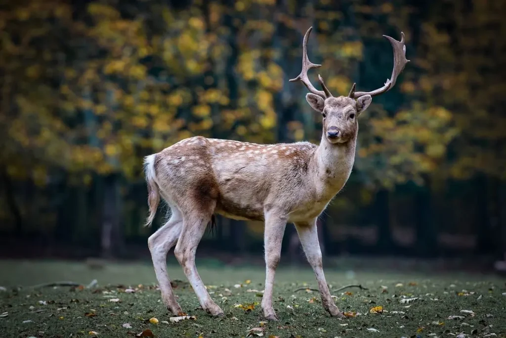 Le Parc Sauvage de la Tour Blanche, séminaire d'entreprise, Dordogne