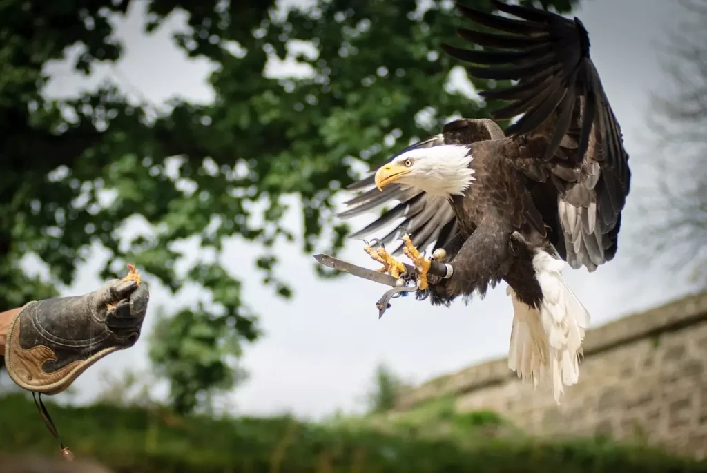 Le Rocher des Aigles, lieu d'événement d'entreprise en Lot
