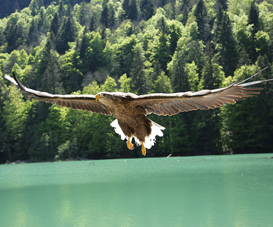 Les Aigles du Léman, événement d'entreprise Haute-Savoie