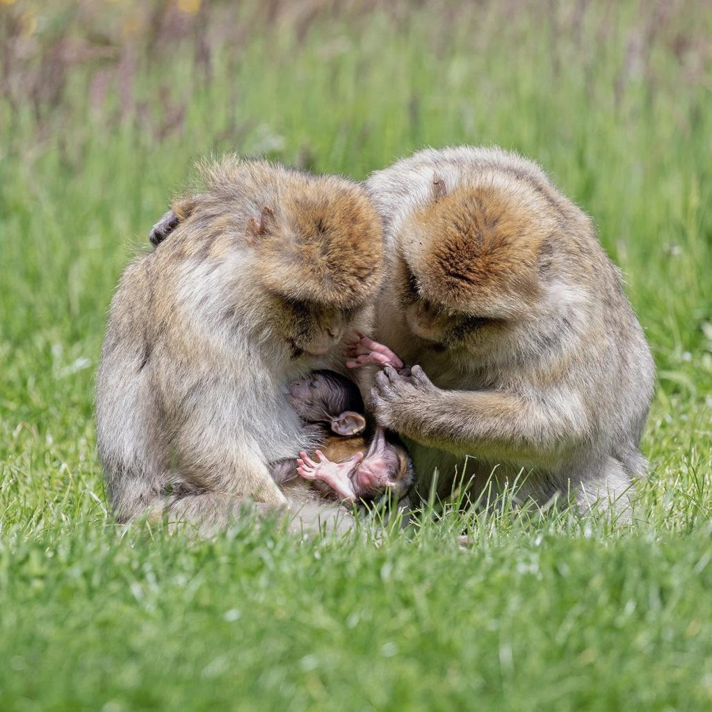 Lumigny Safari Reserve (ex Parc des Félins + Terre de Singes), séminaire d'entreprise, Seine-et-Marne