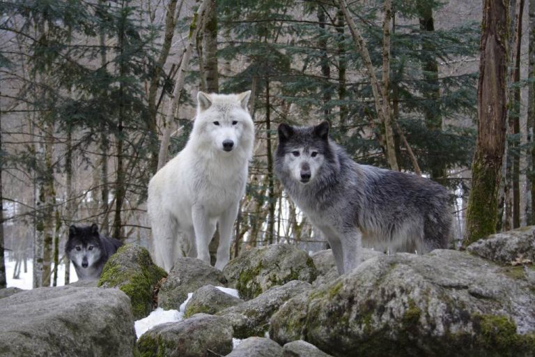 Maison des Loups, événement d'entreprise Ariège
