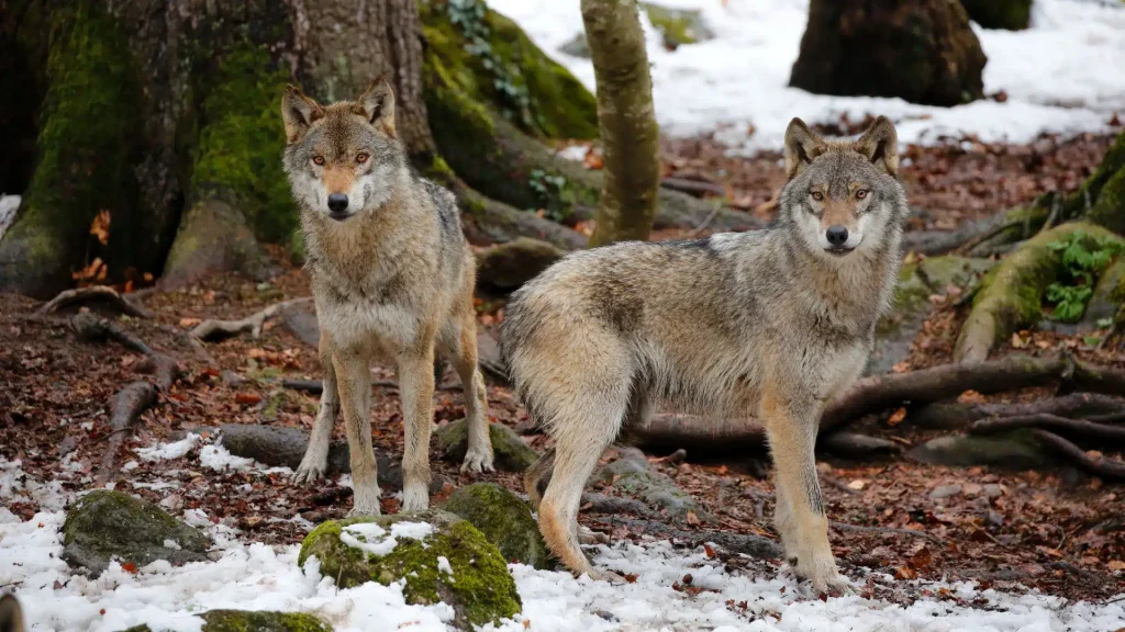 Maison des Loups, séminaire d'entreprise, Ariège