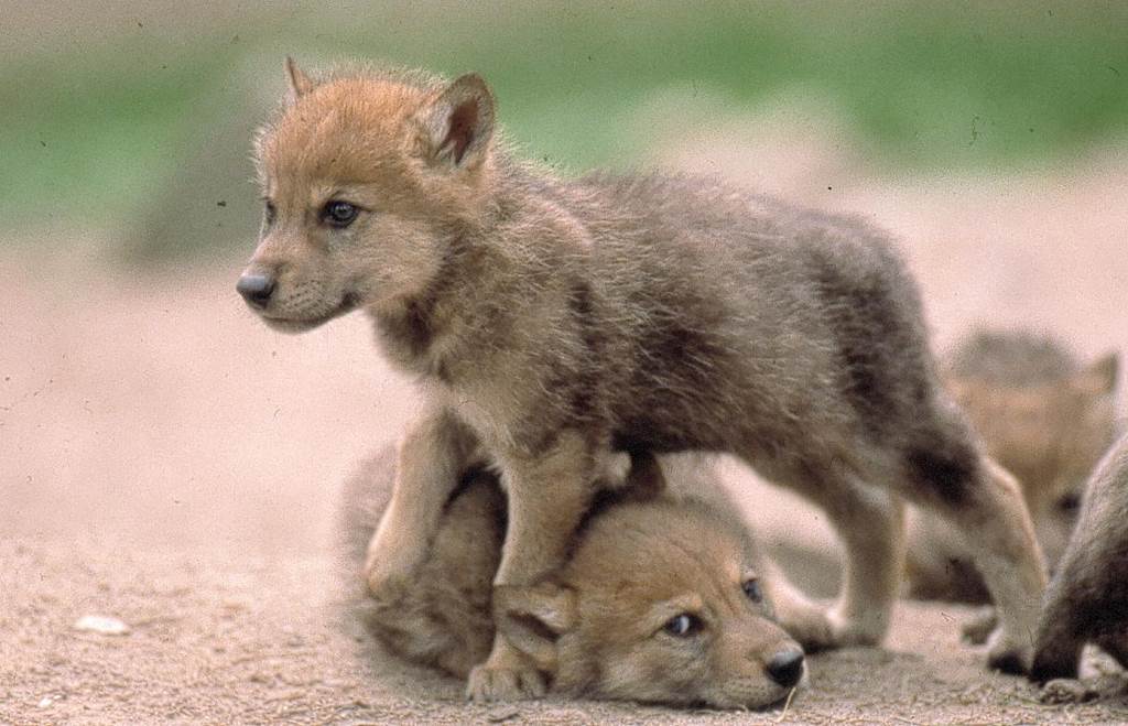 Maison des Loups, espace pour événement d'entreprise, Ariège