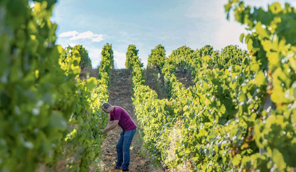 Maison du Vigneron / Domaine de Savagny, séminaire d'entreprise, Pas-de-Calais