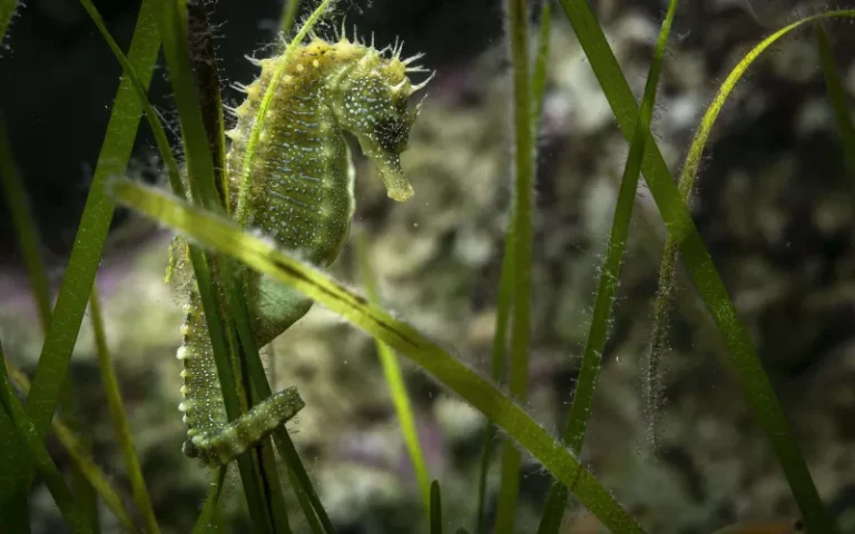 Marinarium de Concarneau, événement d'entreprise Finistère