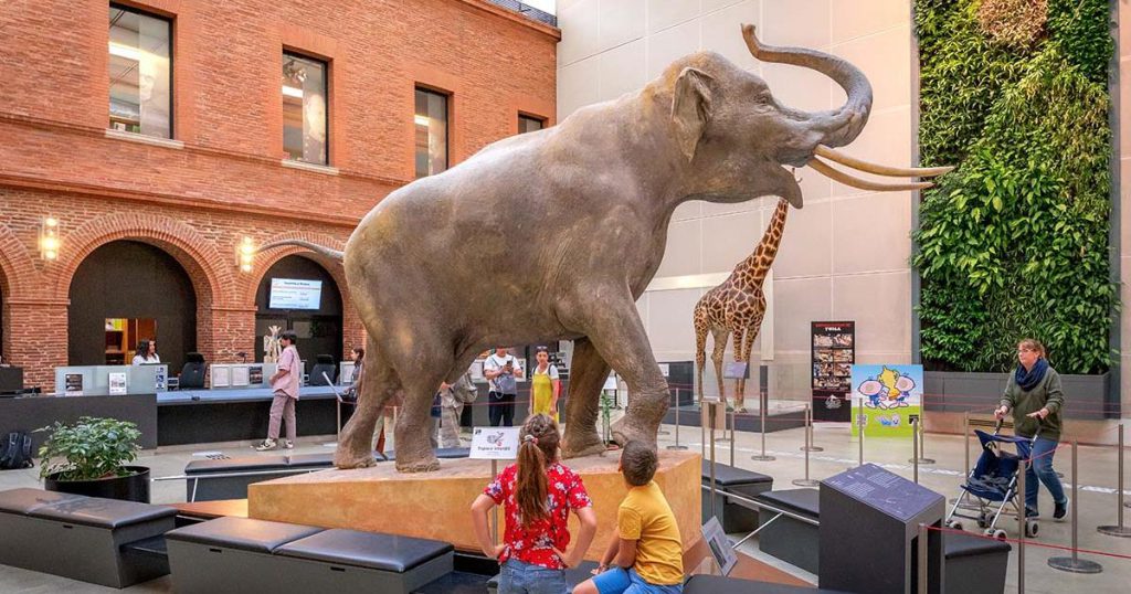 Muséum de Toulouse, espace séminaire pour entreprise en Haute-Garonne