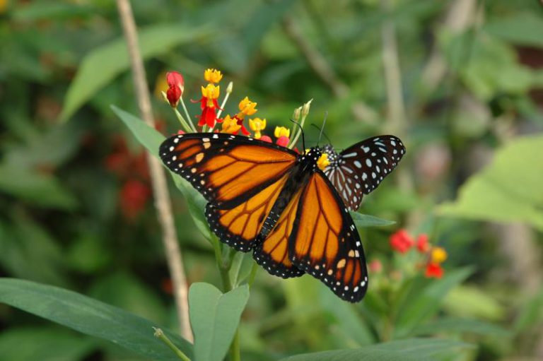 Papiliorama, événement d'entreprise 