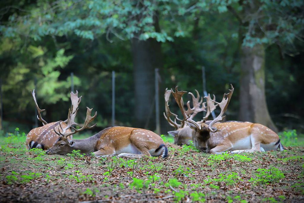 Parc Animalier de Charleville-Mézières, espace pour événement d'entreprise, Ardennes