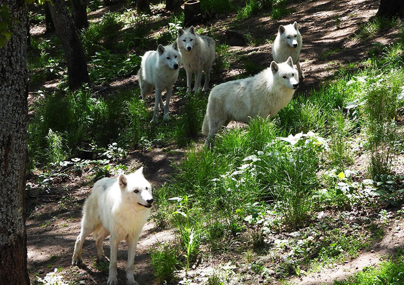 Parc Animalier de Courzieu, séminaire d'entreprise, Rhône