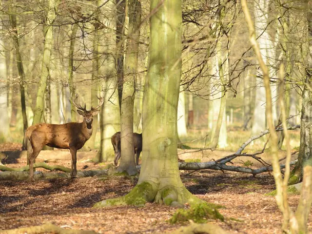 Parc Animalier de la Forêt de Roumare, espace pour événement d'entreprise, Seine-Maritime