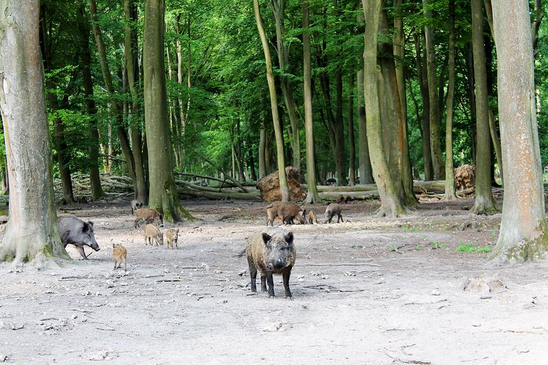 Parc Animalier de la Forêt de Roumare, lieu d'événement d'entreprise en Seine-Maritime