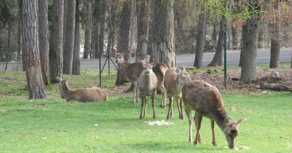 Parc Animalier de la Grande Jeanne, séminaire d'entreprise, Haute-Savoie
