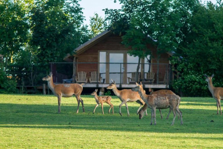 Parc Animalier de Sainte-Croix, événement d'entreprise Moselle