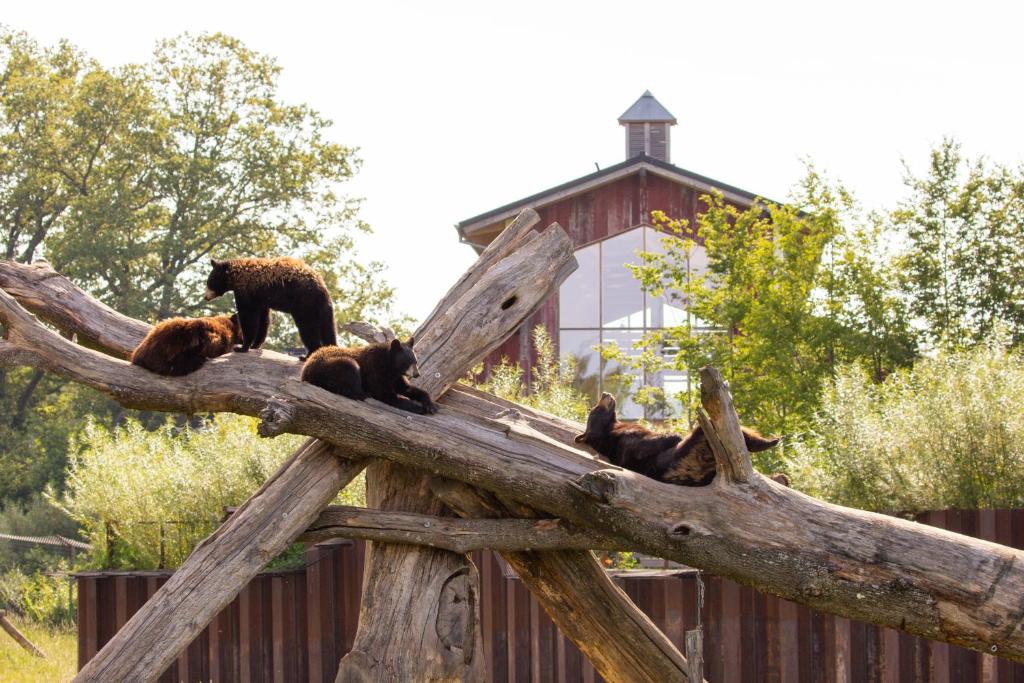 Parc Animalier de Sainte-Croix, séminaire d'entreprise, Moselle