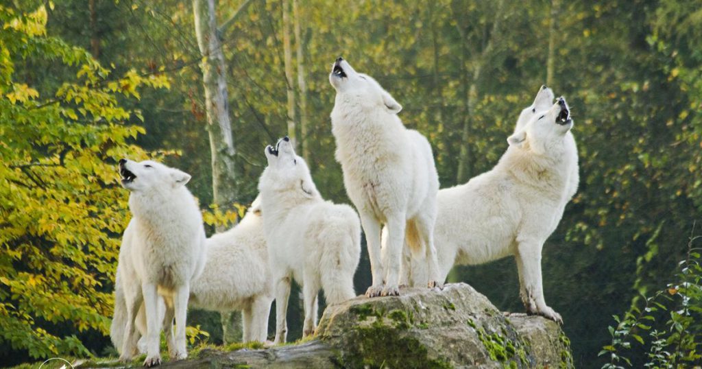 Parc Animalier de Sainte-Croix, lieu d'événement d'entreprise en Moselle