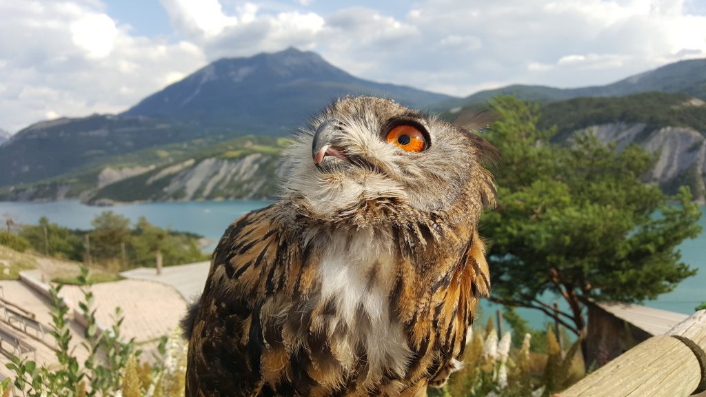 Parc Animalier de Serre-Ponçon, événement d'entreprise en Hautes-Alpes