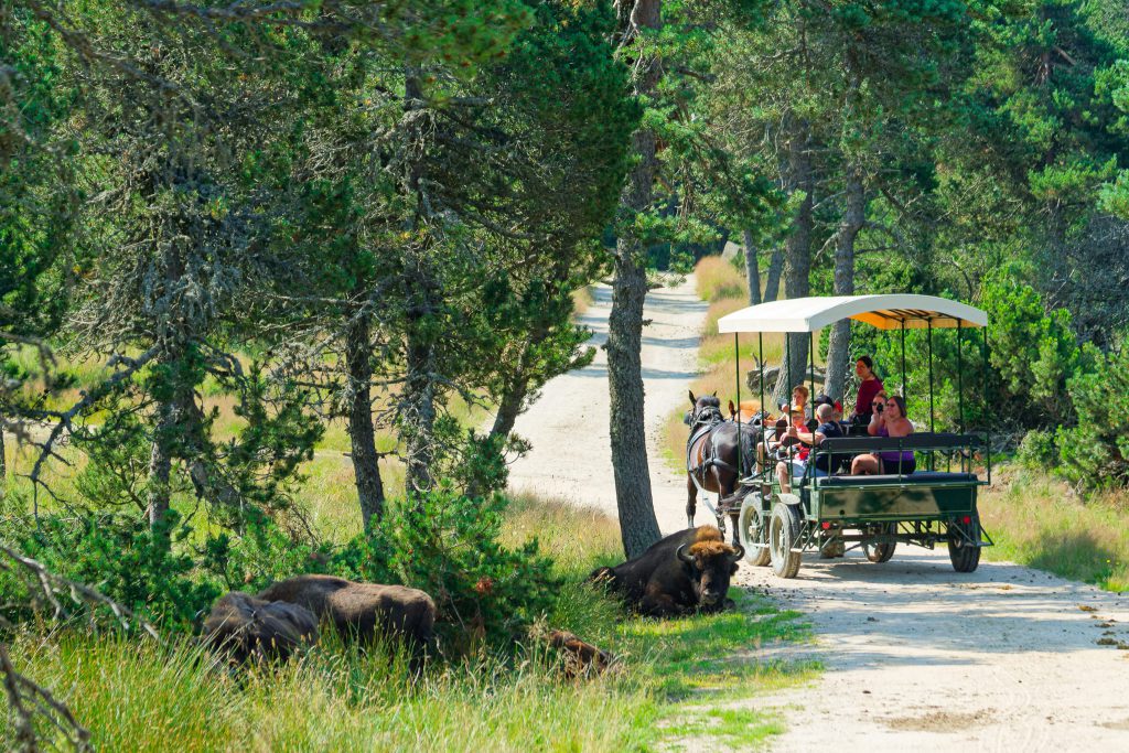Parc des Loups du Gévaudan, séminaire d'entreprise, Lozère