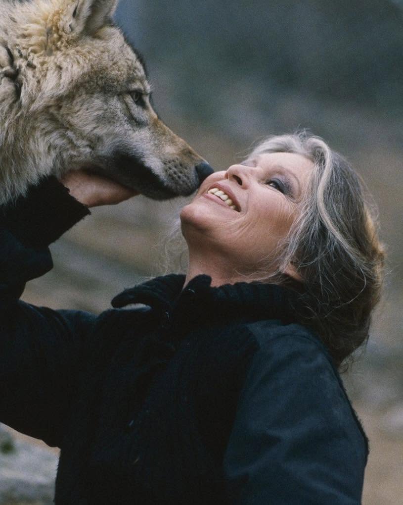 Parc des Loups du Gévaudan, espace pour événement d'entreprise, Lozère