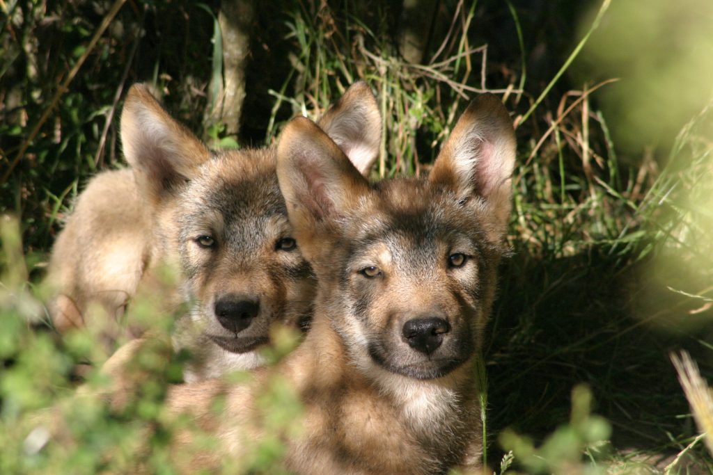 Parc des Loups du Gévaudan, espace séminaire pour entreprise en Lozère