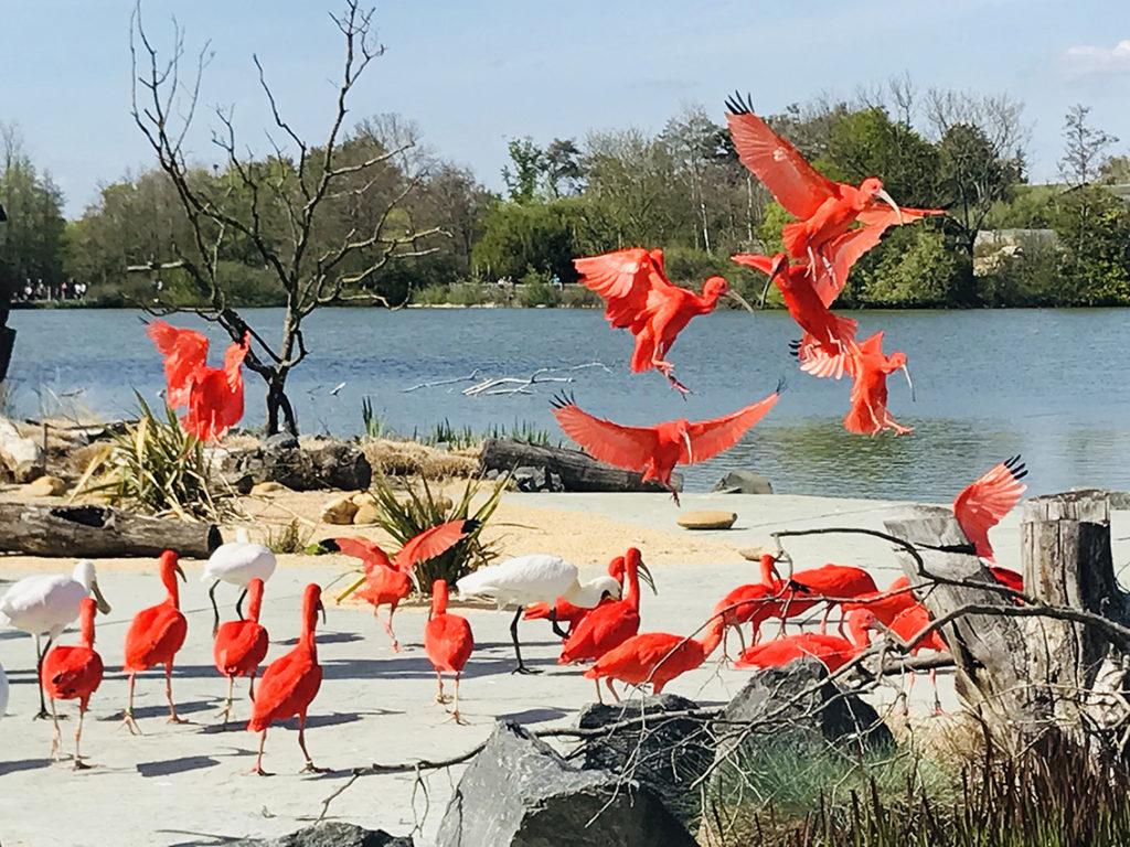 Parc des Oiseaux, espace pour événement d'entreprise, Ain