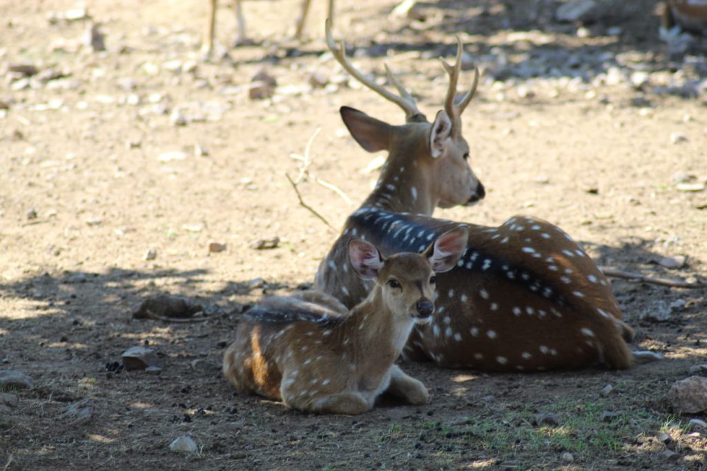Parc Zoologique de Fréjus, lieu d'événement d'entreprise en Var