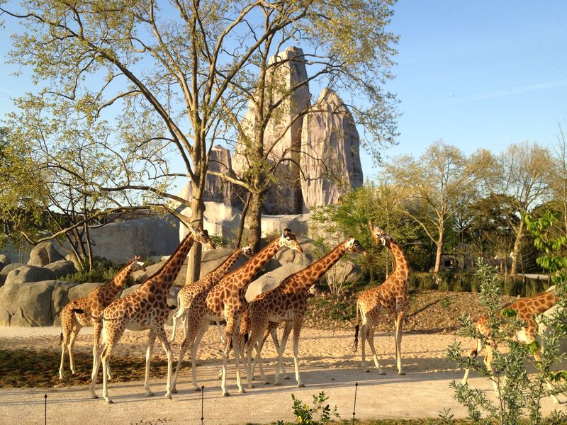 Parc Zoologique de Paris (zoo de Vincennes), espace pour événement d'entreprise, Paris