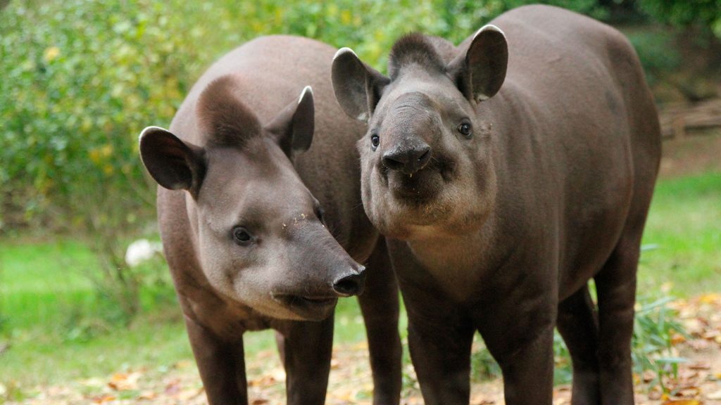 Parco Natura Viva, lieu d'événement d'entreprise