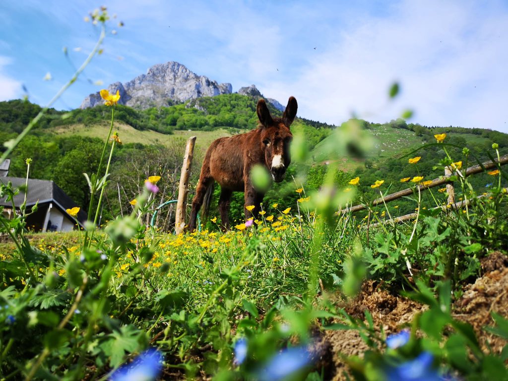 Parc'Ours, événement d'entreprise en Pyrénées-Atlantiques