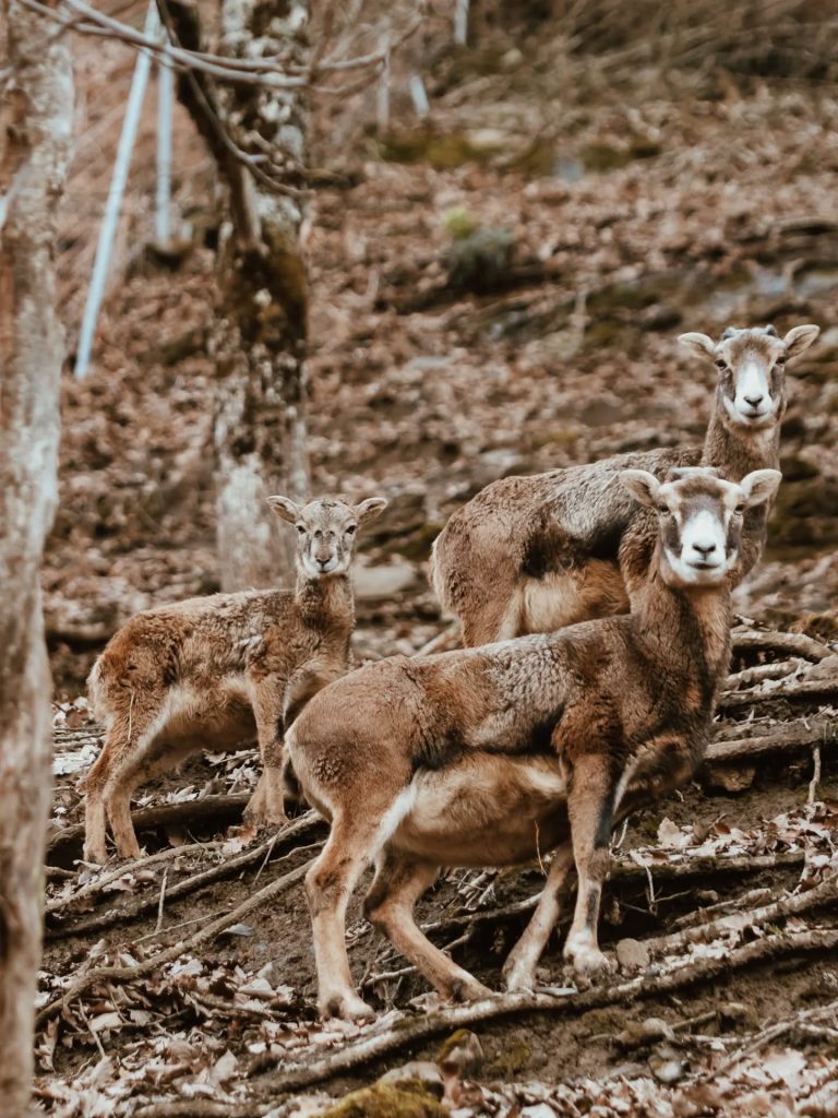 Parc&rsquo;Ours, espace pour événement d'entreprise, Pyrénées-Atlantiques