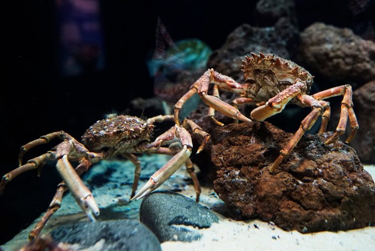Planet Ocean Montpellier, événement d'entreprise Hérault