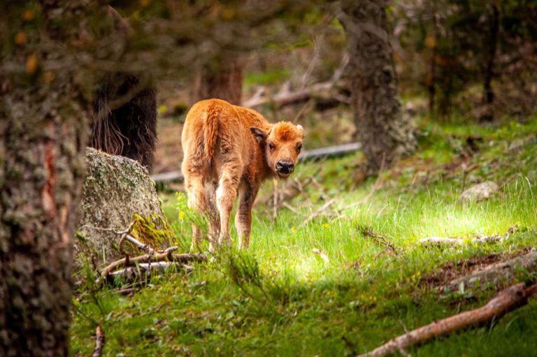 Réserve des Bisons d&rsquo;Europe, événement d'entreprise Lozère