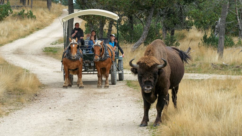 Réserve des Bisons d’Europe, séminaire d'entreprise, Lozère