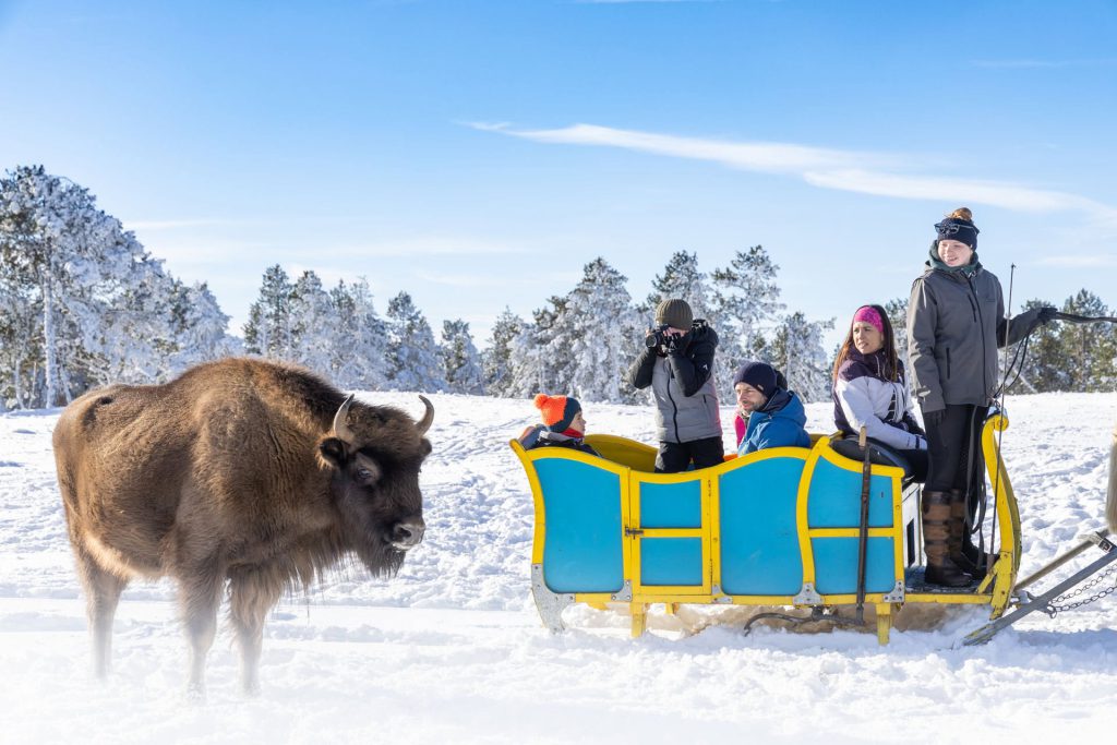 Réserve des Bisons d'Europe, lieu d'événement d'entreprise en Lozère