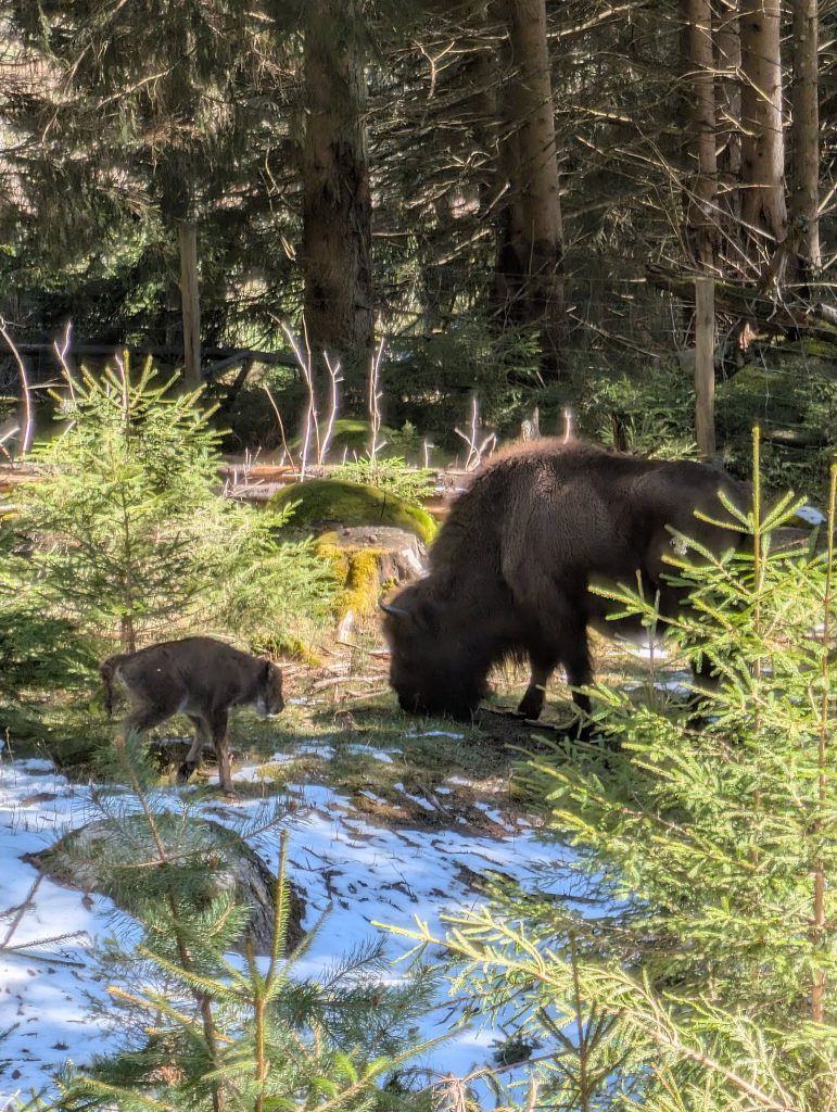 Réserve des Bisons d'Europe, espace séminaire pour entreprise en Lozère