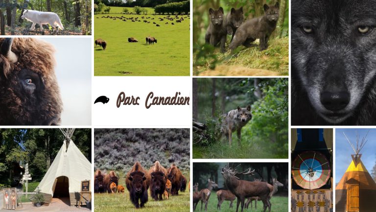 Rêve de Bisons / Parc Canadien Seine-Maritime