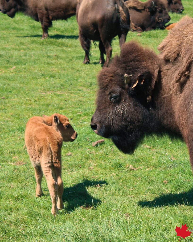 Rêve de Bisons / Parc Canadien, espace séminaire pour entreprise en Seine-Maritime
