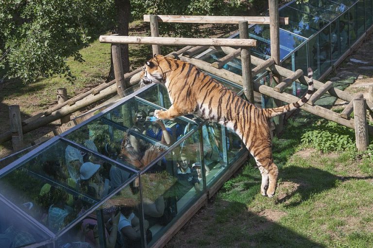 Safari de Peaugres, lieu pour événement d'entreprise