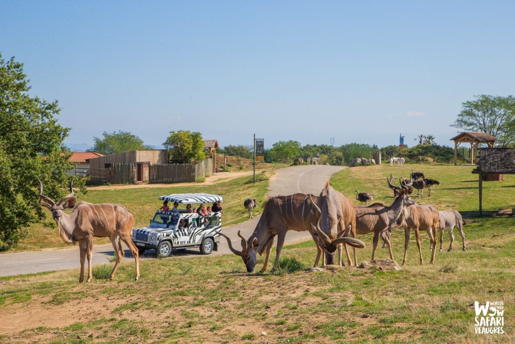 Safari de Peaugres, événement d'entreprise en Ardèche