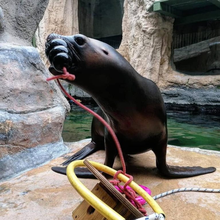 Sealand Aquarium, événement d'entreprise Vendée