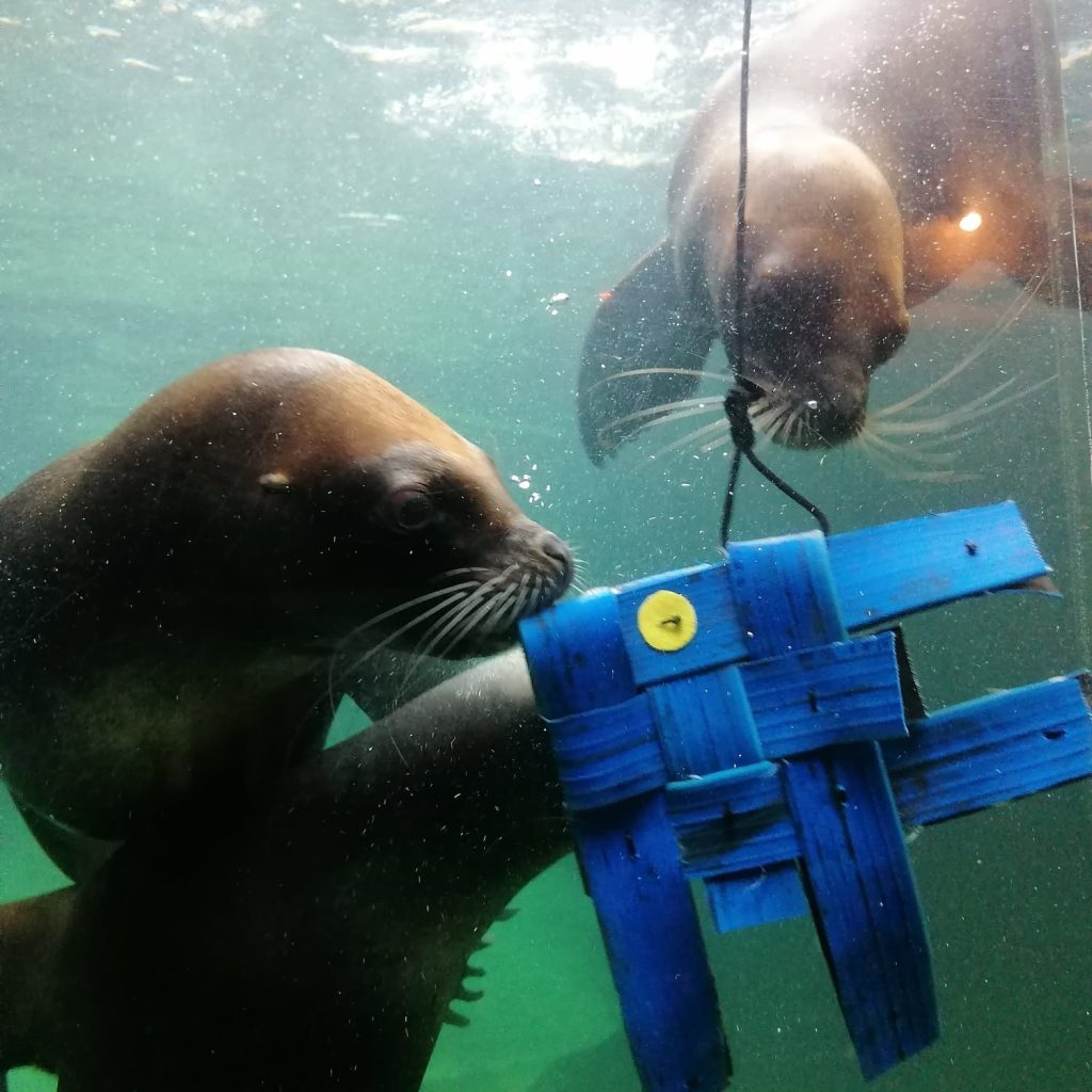 Sealand Aquarium, séminaire d'entreprise, Vendée