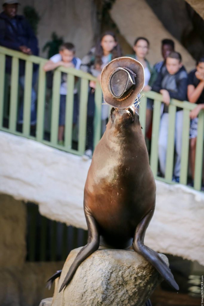 Sealand Aquarium, espace pour événement d'entreprise, Vendée