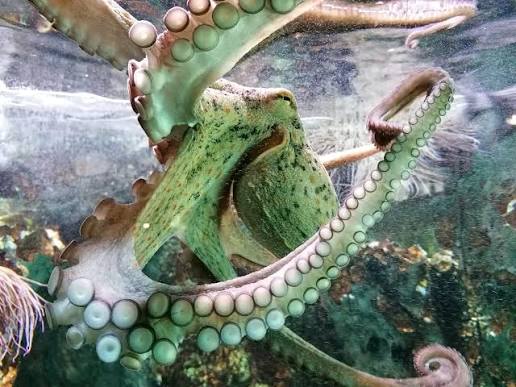 Sealand Aquarium, lieu d'événement d'entreprise en Vendée