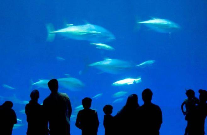 Sealand Aquarium, espace séminaire pour entreprise en Vendée