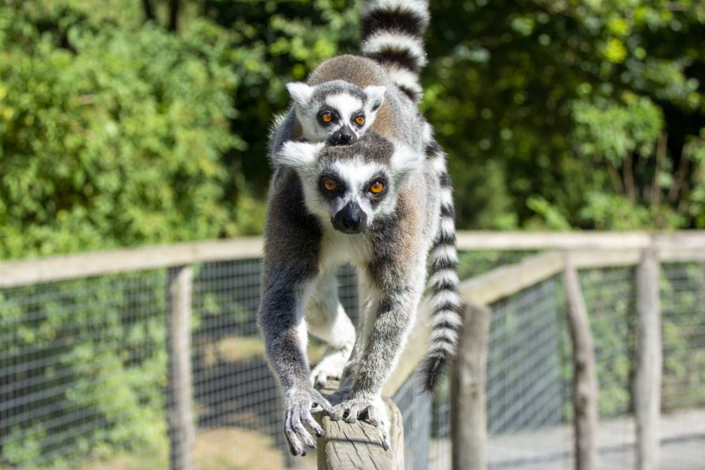 Spaycific'Zoo, événement d'entreprise en Sarthe