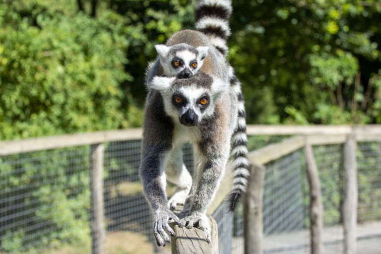 Spaycific&rsquo;Zoo, événement d'entreprise Sarthe